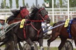 18 Июня 2017 года на Ипподроме «Акбузат» состоится 22 день испытания лошадей рысистых пород. 